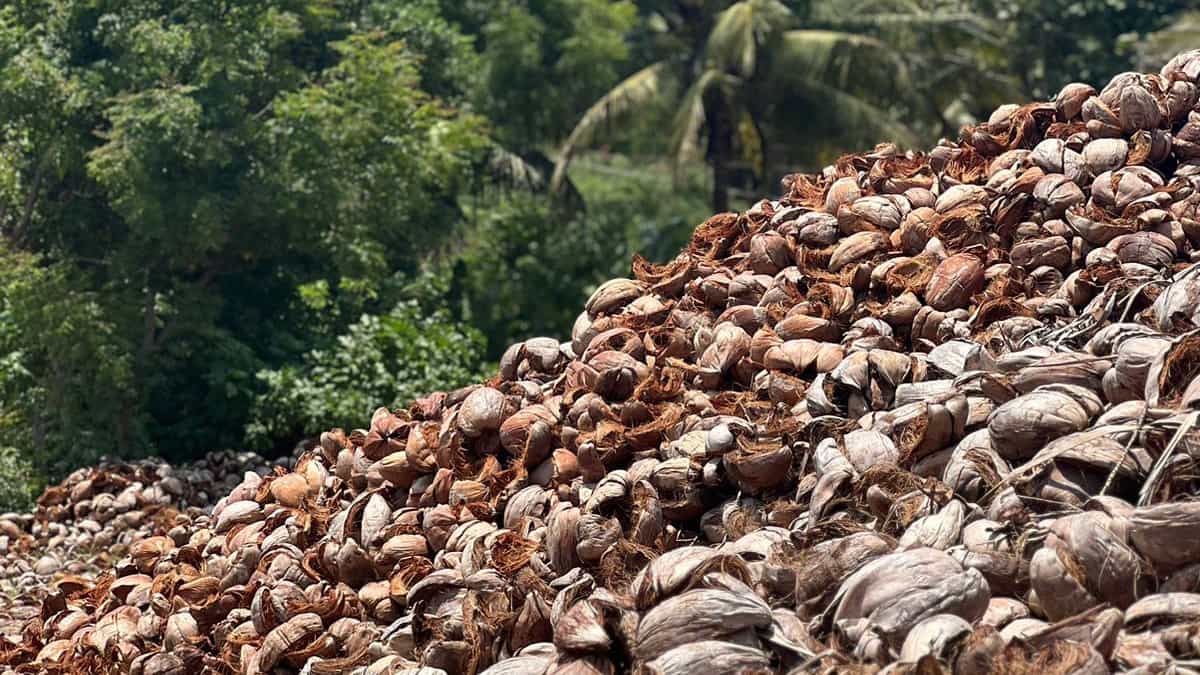 Coconut Husk